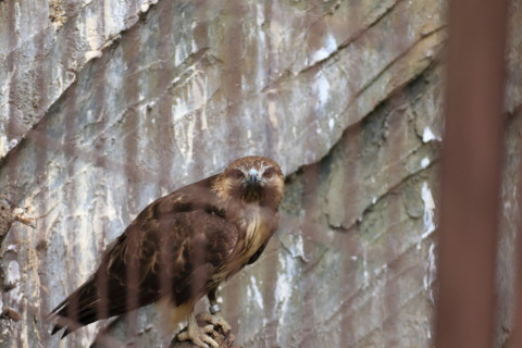 2015/5月 TAMRONsp70-300+7D2 焦点距離119mm F/4.5 ss1/160 ISO640