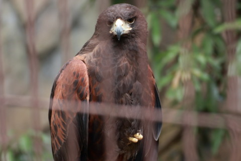 2015/5月 TAMRONsp70-300+7D2 焦点距離119mm F/4.5 ss1/125 ISO800