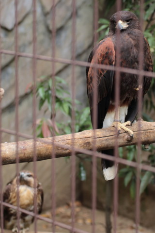 2015/5月 TAMRONsp70-300+7D2 焦点距離70mm F/4 ss1/125 ISO320