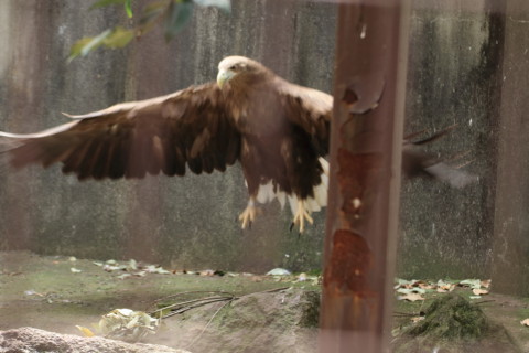 2015/5月 TAMRONsp70-300+7D2 焦点距離100mm F/4 ss1/125 ISO500