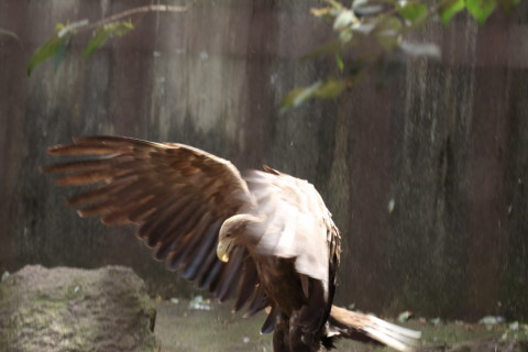 2015/5月 TAMRONsp70-300+7D2 焦点距離100mm F/4.5 ss1/160 ISO250