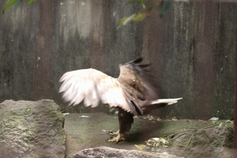 2015/5月 TAMRONsp70-300+7D2 焦点距離100mm F/4 ss1/160 ISO320