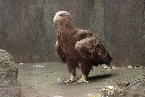 2015/5月 TAMRONsp70-300+7D2 焦点距離161mm F/5 ss1/200 ISO800