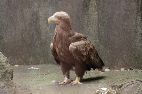 2015/5月 TAMRONsp70-300+7D2 焦点距離161mm F/5 ss1/200 ISO800