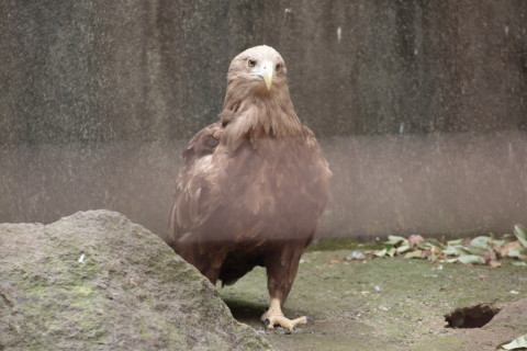 2015/5月 TAMRONsp70-300+7D2 焦点距離191mm F/5 ss1/160 ISO800