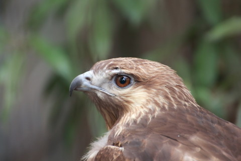 2015/5月 TAMRONsp70-300+7D2 焦点距離300mm F/5.6 ss1/100 ISO800