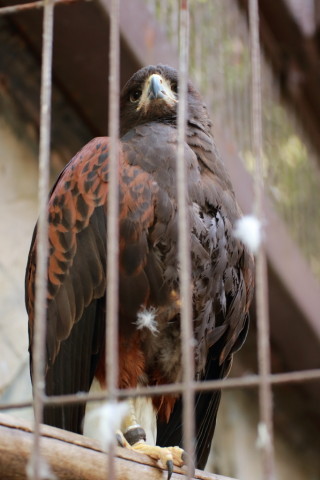 2015/5月 TAMRONsp70-300+7D2 焦点距離70mm F/4 ss1/125 ISO800