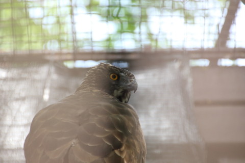 2015/5月 TAMRONsp70-300+7D2 焦点距離300mm F/5.6 ss1/400 ISO800