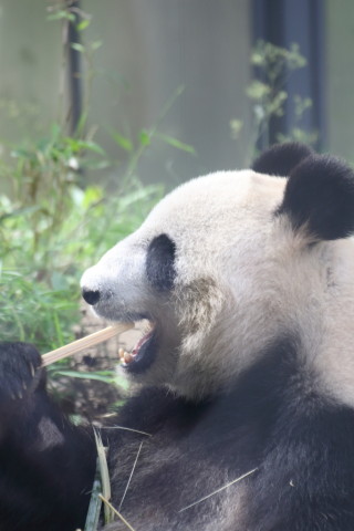 2015/5月 TAMRONsp70-300+7D2 焦点距離228mm F/5.6 ss1/200 ISO800