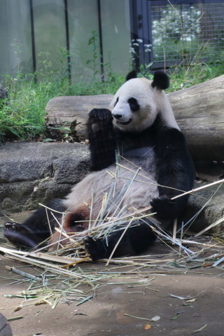 2015/5月 TAMRONsp70-300+7D2 焦点距離81mm F/4 ss1/125 ISO200