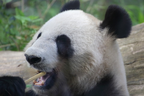 2015/5月 TAMRONsp70-300+7D2 焦点距離300mm F/5.6 ss1/250 ISO800