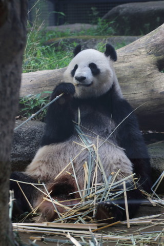 2015/5月 TAMRONsp70-300+7D2 焦点距離104mm F/4.5 ss1/160 ISO200