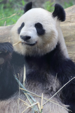 2015/5月 TAMRONsp70-300+7D2 焦点距離228mm F/5.6 ss1/250 ISO800