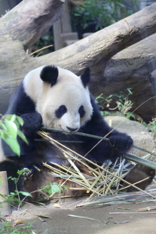 2015/5月 TAMRONsp70-300+7D2 焦点距離147mm F/4.5 ss1/200 ISO640