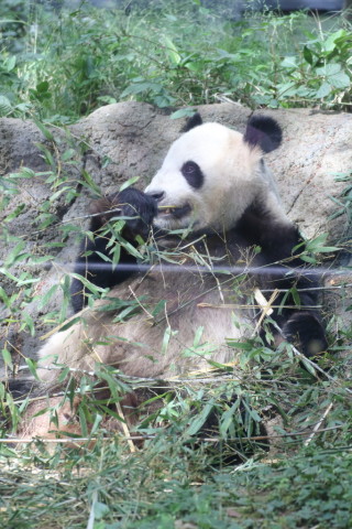 2015/5月 TAMRONsp70-300+7D2 焦点距離154mm F/5 ss1/200 ISO640