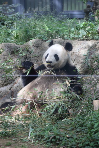 2015/5月 TAMRONsp70-300+7D2 焦点距離124mm F/4.5 ss1/160 ISO320