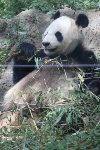 2015/5月 TAMRONsp70-300+7D2 焦点距離191mm F/5.6 ss1/250 ISO640