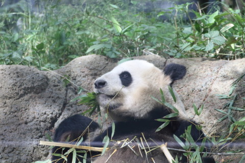 2015/5月 TAMRONsp70-300+7D2 焦点距離175mm F/5 ss1/250 ISO800