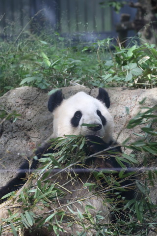 2015/5月 TAMRONsp70-300+7D2 焦点距離161mm F/5 ss1/250 ISO500