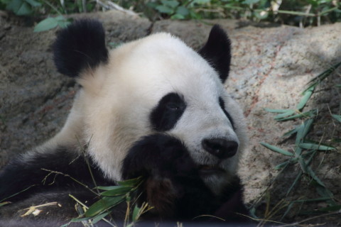 2015/5月 TAMRONsp70-300+7D2 焦点距離300mm F/5.6 ss1/400 ISO800