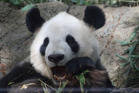 2015/5月 TAMRONsp70-300+7D2 焦点距離300mm F/5.6 ss1/400 ISO800