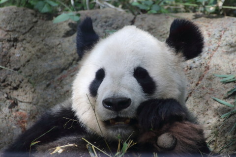 2015/5月 TAMRONsp70-300+7D2 焦点距離300mm F/5.6 ss1/400 ISO800