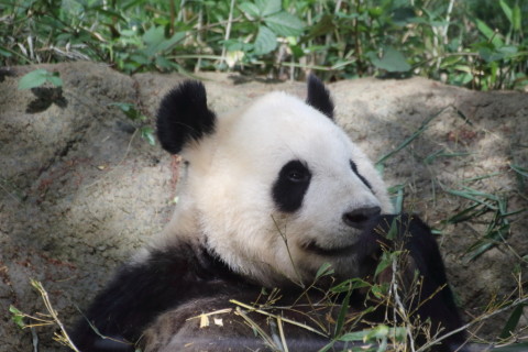 2015/5月 TAMRONsp70-300+7D2 焦点距離258mm F/5.6 ss1/400 ISO800