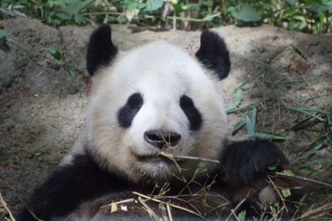 2015/5月 TAMRONsp70-300+7D2 焦点距離300mm F/5.6 ss1/400 ISO800