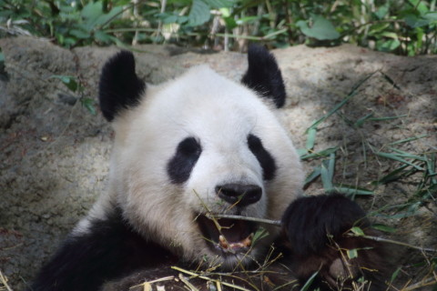 2015/5月 TAMRONsp70-300+7D2 焦点距離300mm F/5.6 ss1/400 ISO800