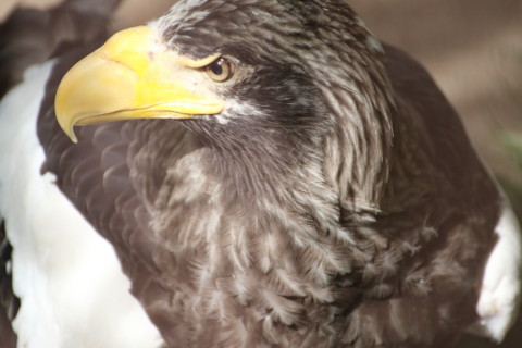 2015/5月 TAMRONsp70-300+7D2 焦点距離300mm F/5.6 ss1/320 ISO800