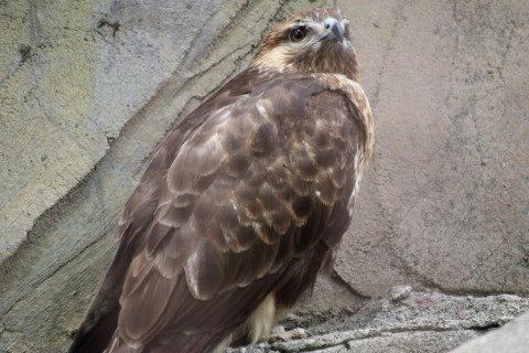 2015/5月 TAMRONsp70-300+7D2 焦点距離259mm F/5.6 ss1/60 ISO800