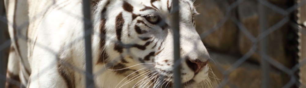 にわかカメラマンの撮ってみた!!（N'sHOME別館）