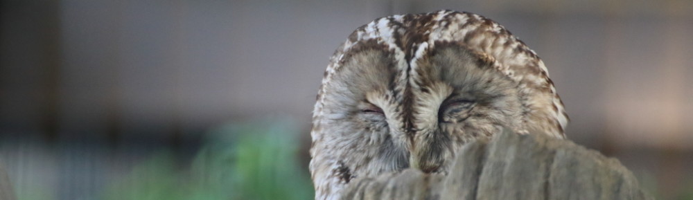 にわかカメラマンの撮ってみた!!（N'sHOME別館）
