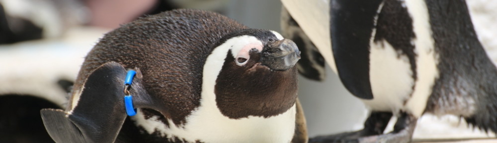 にわかカメラマンの撮ってみた!!（N'sHOME別館）