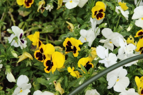 2015/6月 SIGMA17-70+7D2 焦点距離70mm F/5.6 ss1/200 ISO100