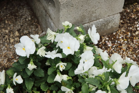 2015/6月 SIGMA17-70+7D2 焦点距離70mm F/5.6 ss1/200 ISO100