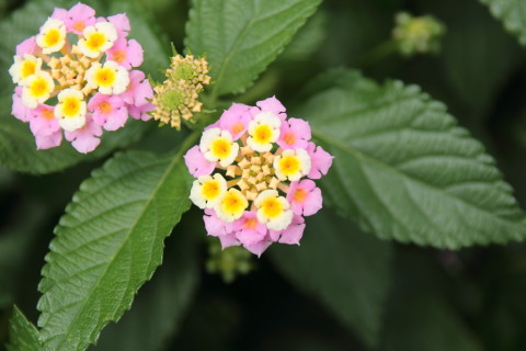 2015/6月 SIGMA17-70+7D2 焦点距離70mm F/5 ss1/160 ISO100