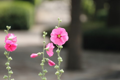 2015/6月 TAMRONsp70-300+7D2 焦点距離300mm F/5.6 ss1/400 ISO320