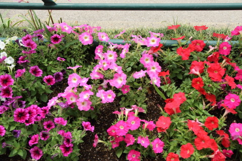 2015/6月 SIGMA17-70+7D2 焦点距離31mm F/6.3 ss1/160 ISO100