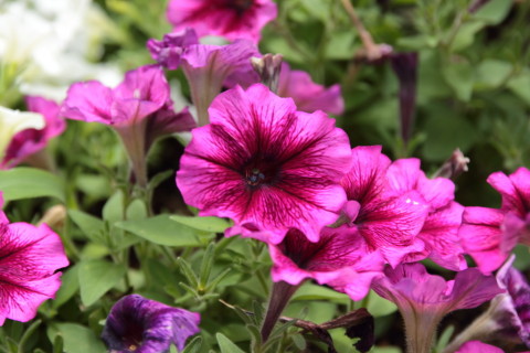 2015/6月 SIGMA17-70+7D2 焦点距離70mm F/5 ss1/160 ISO100