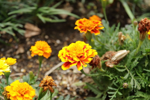 2015/6月 SIGMA17-70+7D2 焦点距離70mm F/4.5 ss1/160 ISO100