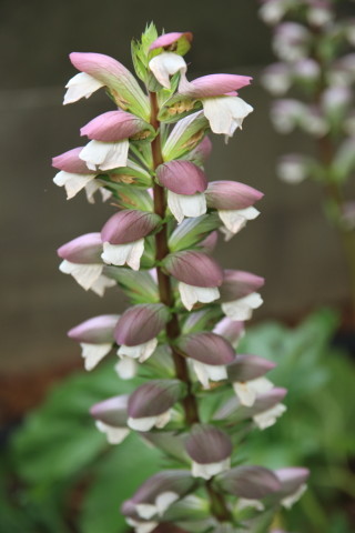 2015/6月 SIGMA17-70+7D2 焦点距離70mm F/4 ss1/125 ISO250