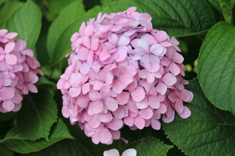 2015/6月 SIGMA17-70+7D2 焦点距離53mm F/5.6 ss1/160 ISO100