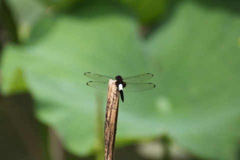 2015/6月 TAMRONsp70-300+7D2 焦点距離300mm F/7.1 ss1/400 ISO200