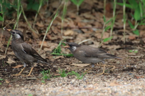 2015/6月 TAMRONsp70-300+7D2 焦点距離300mm F/5.6 ss1/400 ISO1000