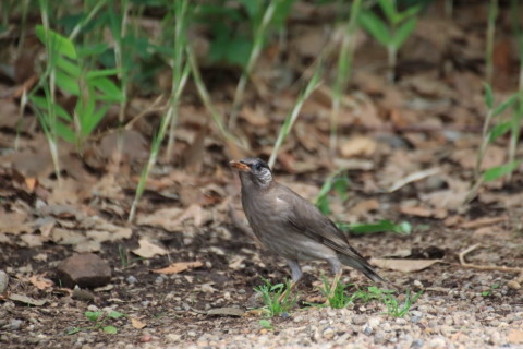2015/6月 TAMRONsp70-300+7D2 焦点距離300mm F/5.6 ss1/400 ISO1250