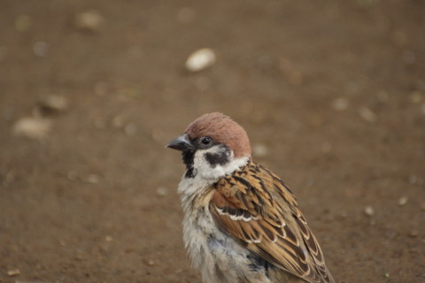 2015/6月 TAMRONsp70-300+7D2 焦点距離300mm F/5.6 ss1/400 ISO1000