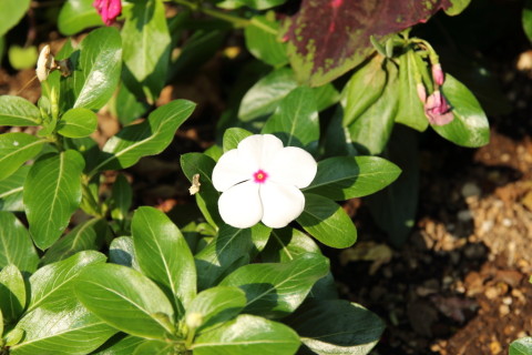 2015/7月 SIGMA17-70+7D2 焦点距離70mm F/6.3 ss1/250 ISO100