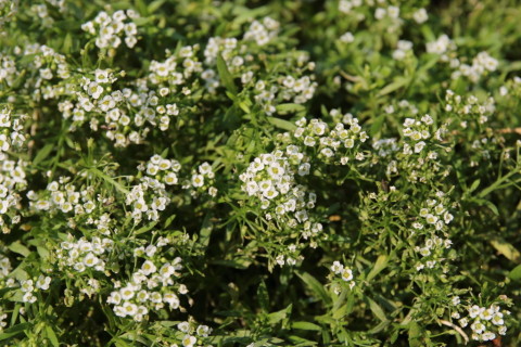 2015/7月 SIGMA17-70+7D2 焦点距離70mm F/7.1 ss1/250 ISO100