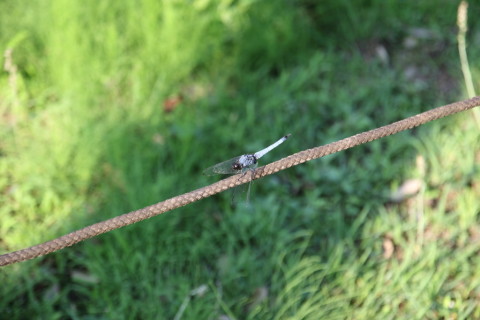 2015/7月 SIGMA17-70+7D2 焦点距離70mm F/4 ss1/125 ISO100